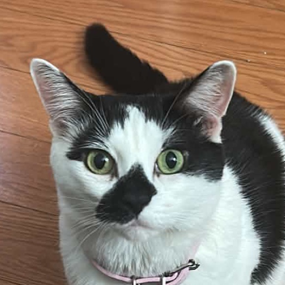 hellokittyeve7